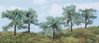 Heki 1773 Fünf Olivenbäume 8-10cm hoch