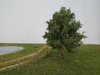 Mininatur 229-42 Pflaumenbaum 12-16cm hoch (Sommer)